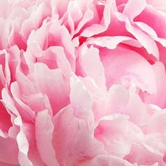 Estratto di fiori di peonia del Monte Jiri