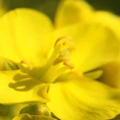 Fiore di Jeju