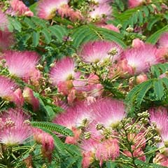 Combinazione di estratto di Albizia Julibrisin ed estratto di Siegesbeckia