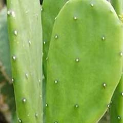 Estratto di cactus Opuntia