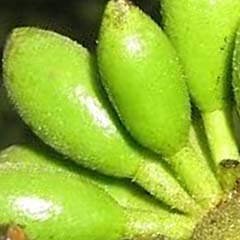 Estratto di Enantia Chlorantha